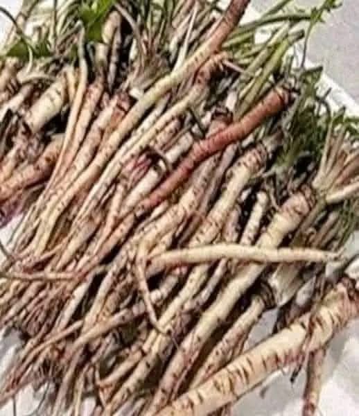 Exploring the Potential of Greater Burdock Root in Cancer Support and Overall Wellness